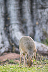 Kirk's dik-dik
