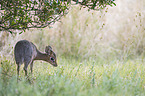 Kirk's dik-dik