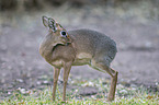 Kirk's dik-dik