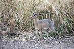 Kirk's dik-dik