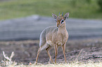Kirk's dik-dik