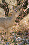 Kirk's dik-dik