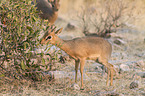 Kirk's dik-dik