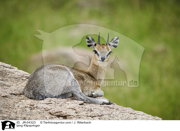 lying Klipspringer / JR-04323