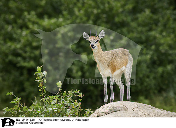 standing Klipspringer / JR-04328