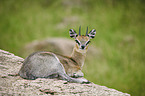 lying Klipspringer