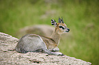 lying Klipspringer