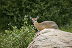 lying Klipspringer
