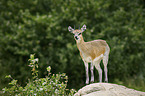 standing Klipspringer