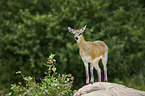 standing Klipspringer