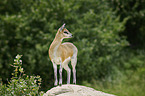 standing Klipspringer