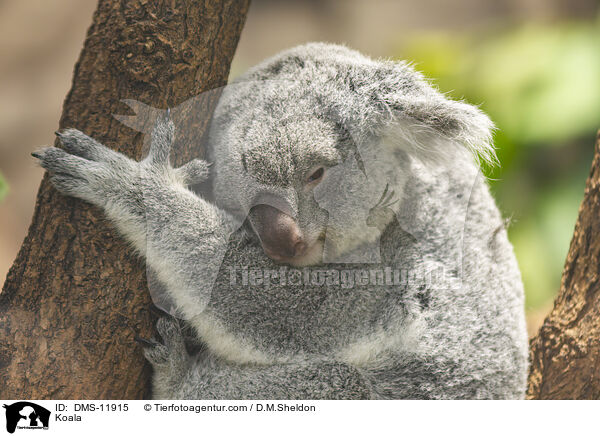 Koala / Koala / DMS-11915