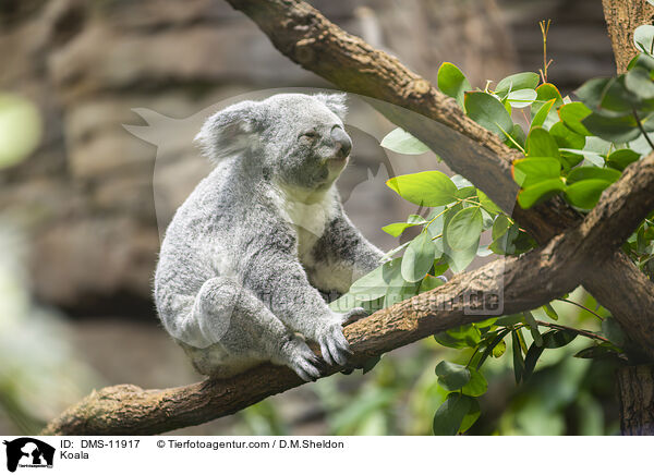Koala / Koala / DMS-11917