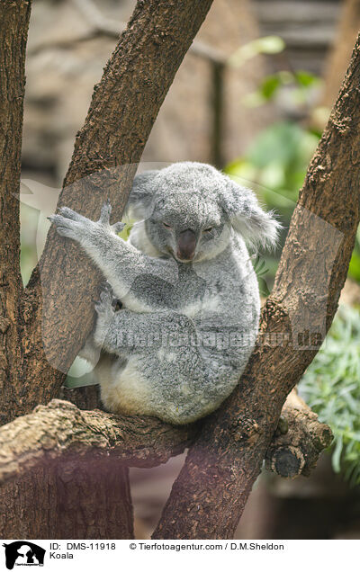 Koala / Koala / DMS-11918