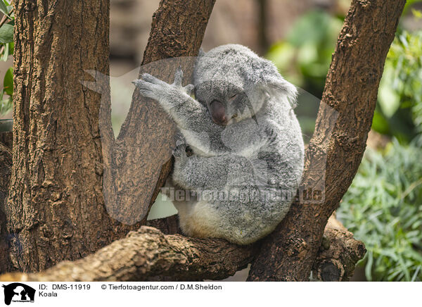 Koala / Koala / DMS-11919