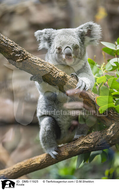 Koala / Koala / DMS-11925
