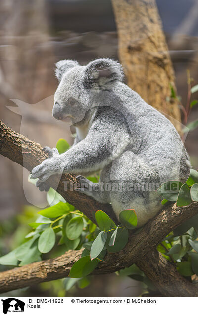 Koala / Koala / DMS-11926