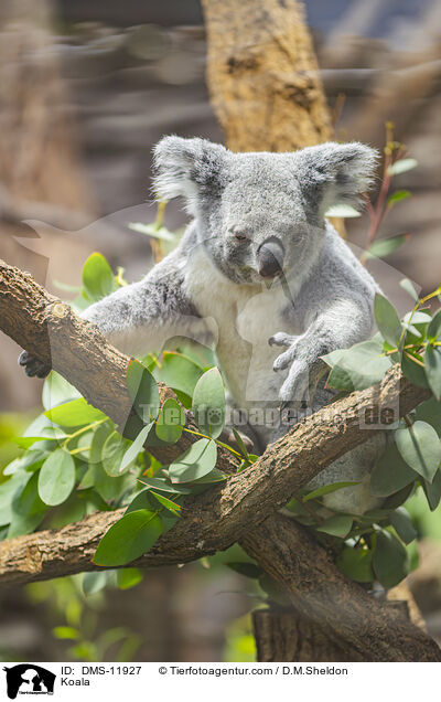 Koala / Koala / DMS-11927