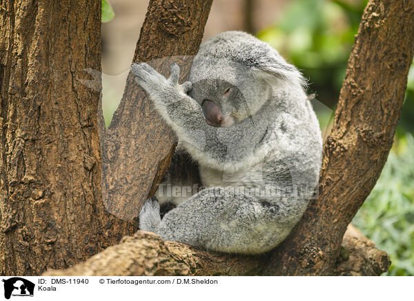 Koala / Koala / DMS-11940