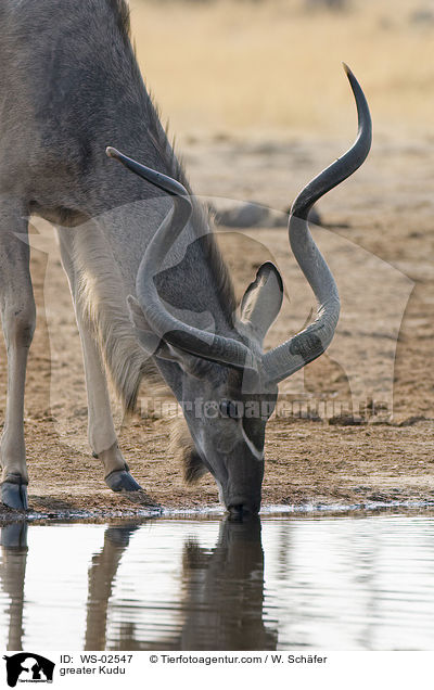 greater Kudu / WS-02547