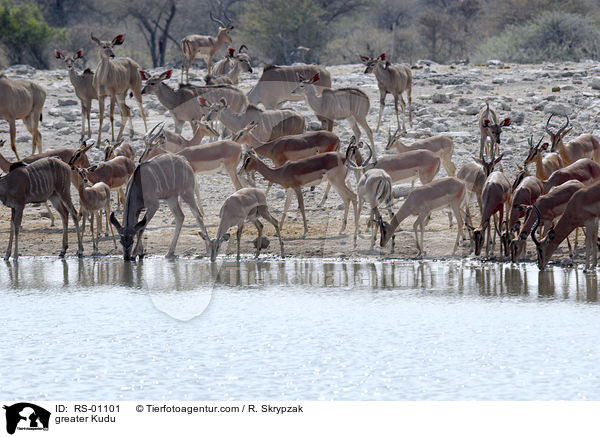 greater Kudu / RS-01101