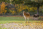 Kulan