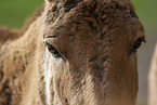 Kulan