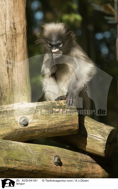 Haubenlangur / langur / AVD-04181