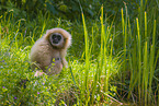 lar gibbon