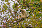lar gibbon