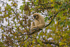 lar gibbon