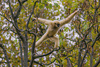 lar gibbon