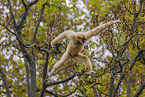 lar gibbon