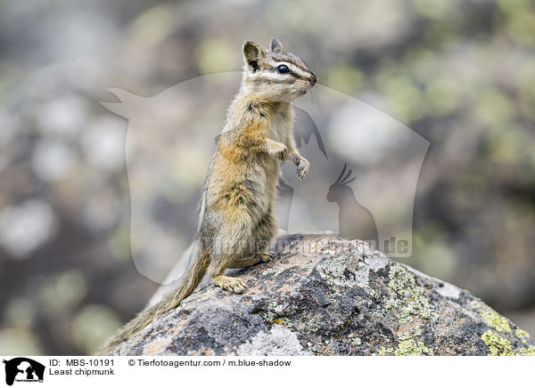 Kleiner Chipmunk / Least chipmunk / MBS-10191