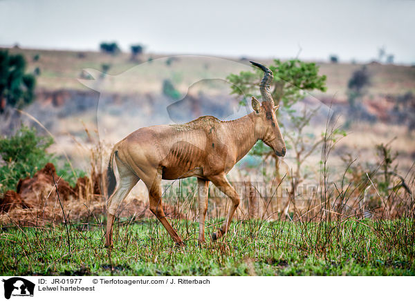 Lelwel hartebeest / JR-01977