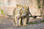 Asiatic lion