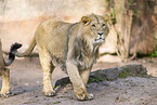 Asiatic lion