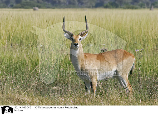 lechwe / HJ-03049