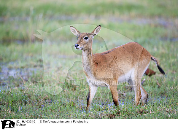 lechwe / HJ-03319