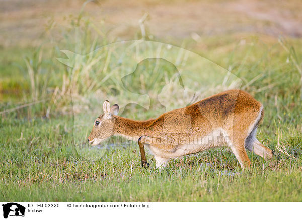 lechwe / HJ-03320