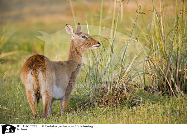 Letschwe / lechwe / HJ-03321