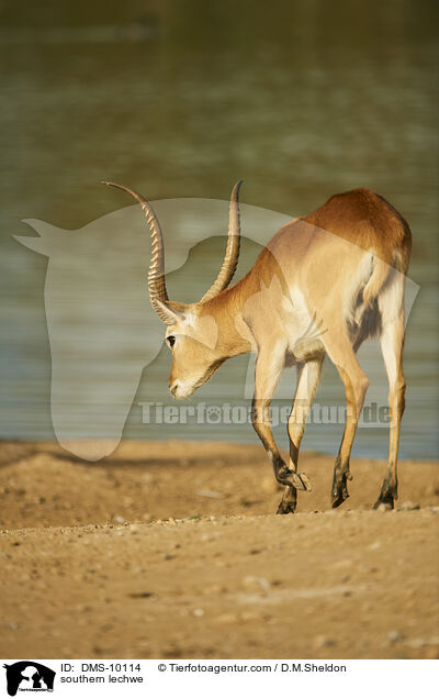 southern lechwe / DMS-10114