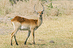 Lechwe antelope