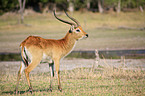 lechwe