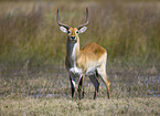 Lechwe