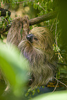 Linnaeus's two-toed sloth