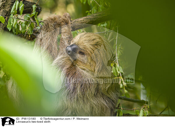 Zweifinger-Faultier / Linnaeus's two-toed sloth / PW-13180