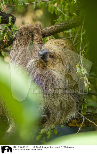 Zweifinger-Faultier / Linnaeus's two-toed sloth / PW-13181