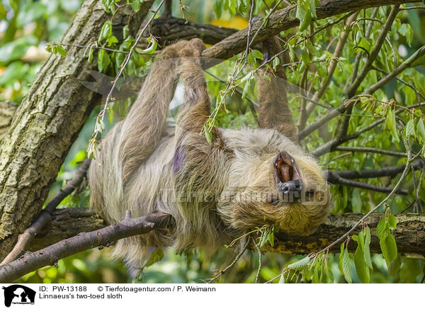 Zweifinger-Faultier / Linnaeus's two-toed sloth / PW-13188