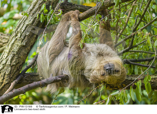 Zweifinger-Faultier / Linnaeus's two-toed sloth / PW-13189